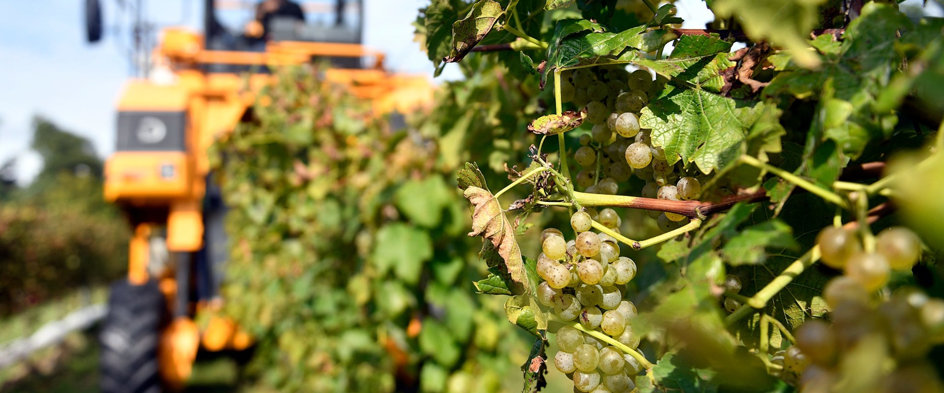 Grape Growing in New Jersey A Guide for Aspiring Farmers