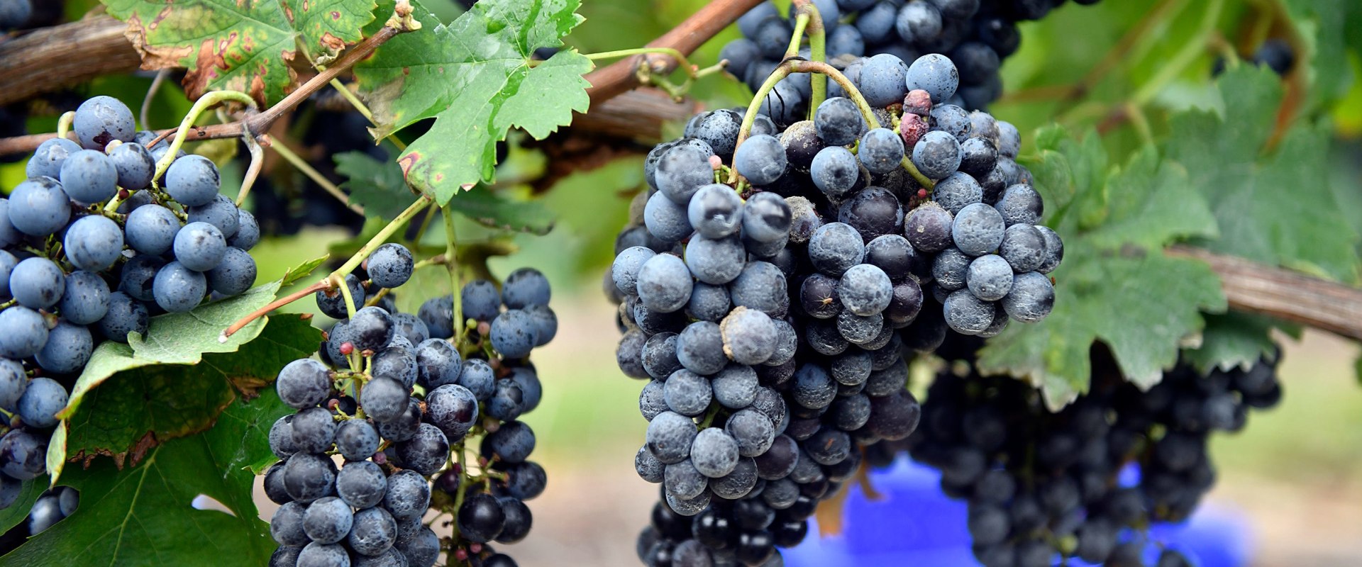 Wines of New Jersey Heritage Station Fruit