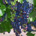 Exploring the Wine Industry of New Jersey