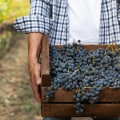 What Makes a Wine Biodynamic?
