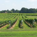 Exploring the Unique and Diverse Wines of New Jersey