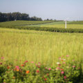 Exploring the Wine Industry in New Jersey: How Proximity to Major Cities Impacts the Garden State