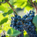 Exploring Organic and Biodynamic Wineries in New Jersey