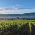 Exploring the Terroir of New Jersey's Wine Regions