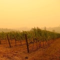 How Soil Composition Impacts the Taste of New Jersey Wines