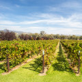 Exploring the Captivating Wine Scene of New Jersey