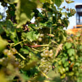 Grape Growing in New Jersey: A Guide for Aspiring Farmers