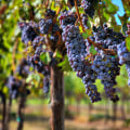 Exploring the Growing Wine Culture of New Jersey