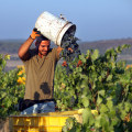What is the Most Popular Type of Wine Produced in New Jersey?