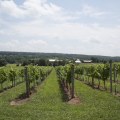 Making Wine in New Jersey: A Step-by-Step Guide