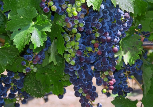 Exploring the Wine Industry of New Jersey