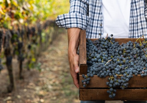 What Makes a Wine Biodynamic?