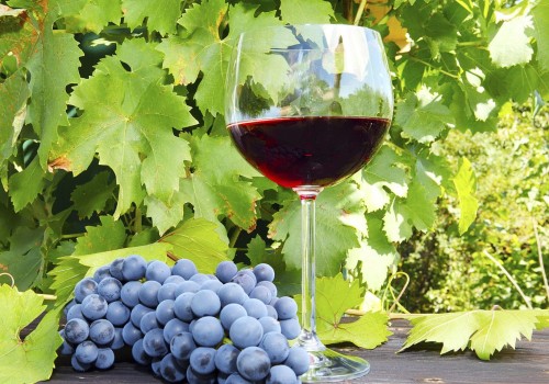 Exploring the Wine Trails of New Jersey