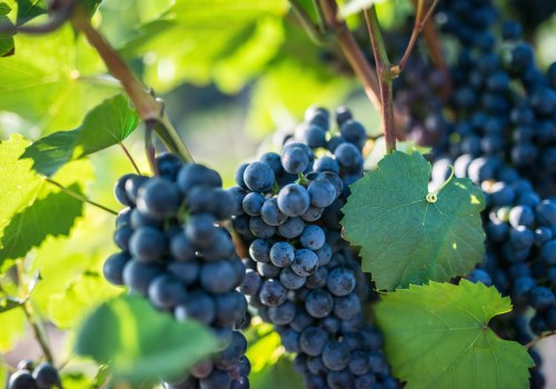Exploring Organic and Biodynamic Wineries in New Jersey