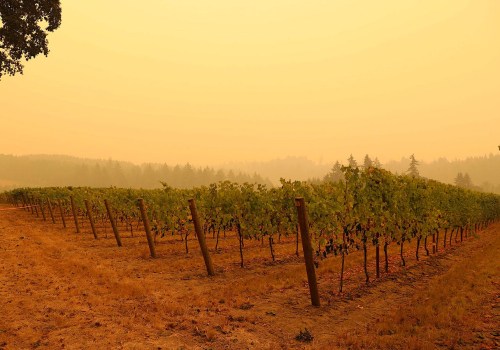 How Soil Composition Impacts the Taste of New Jersey Wines