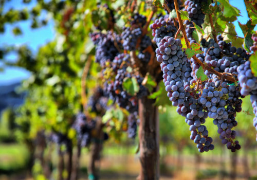 Exploring the Growing Wine Culture of New Jersey