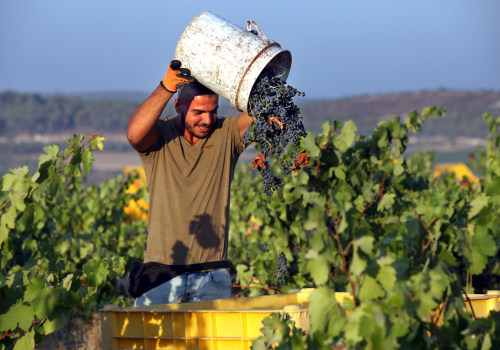 What is the Most Popular Type of Wine Produced in New Jersey?